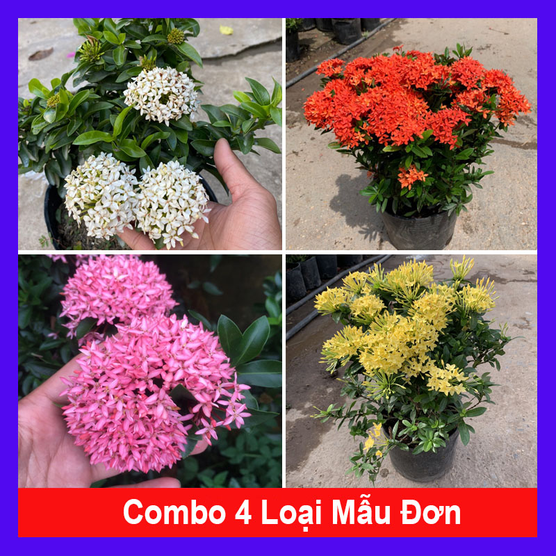 Combo 4 cây mẫu đơn - caykiengsadec