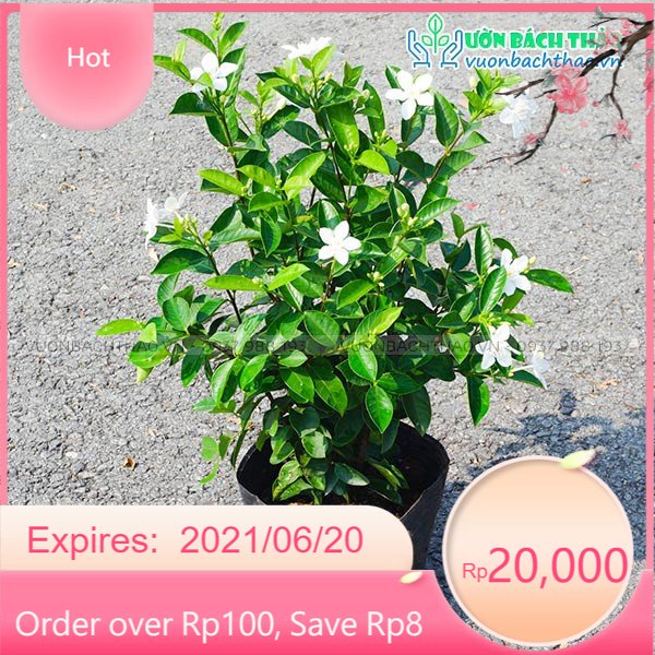 Cây mai chỉ thiên trông sân vườn , cây đẹp giá hợp lý, nhắn tin để shop tư vấn chi tiết (CHUẨN CÂY NHÀ VƯỜN)