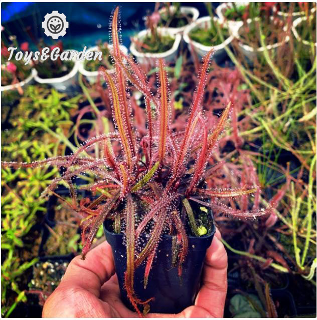 Cây Gọng Vó Drosera Adelae Cây Bắt Mồi Cây Ăn Thịt Côn Trùng Cây Bắt Ruồi Kiến Giáng Muỗi Đóng Gói Chuyên Nghiệp Không Lo Hư Cây