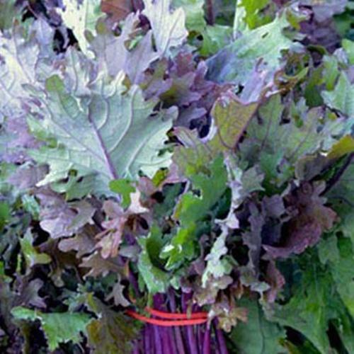 Hạt Giống Rau Cải Canh Đuôi Phụng Đỏ F1. Túi 20 Gram  - Kèm Quà Tặng