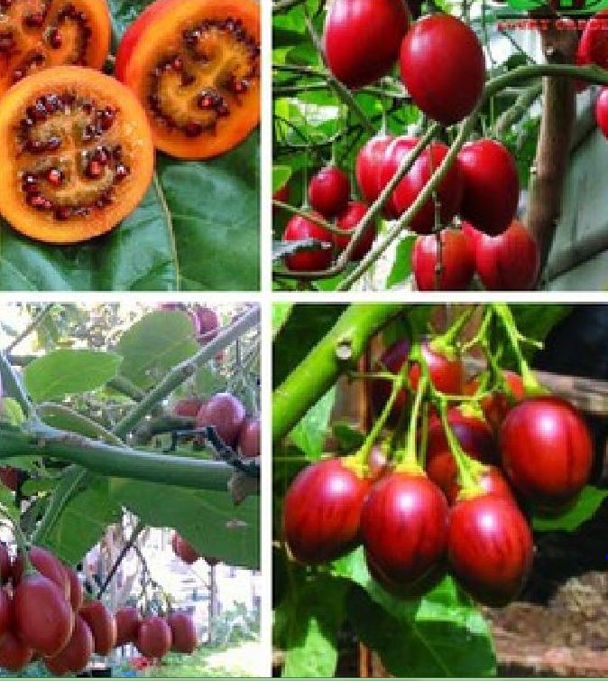 Hạt giống cà chua thân gỗ Tamarillo quả đỏ- Gói 10 hạt-tặng kèm gói phân bón