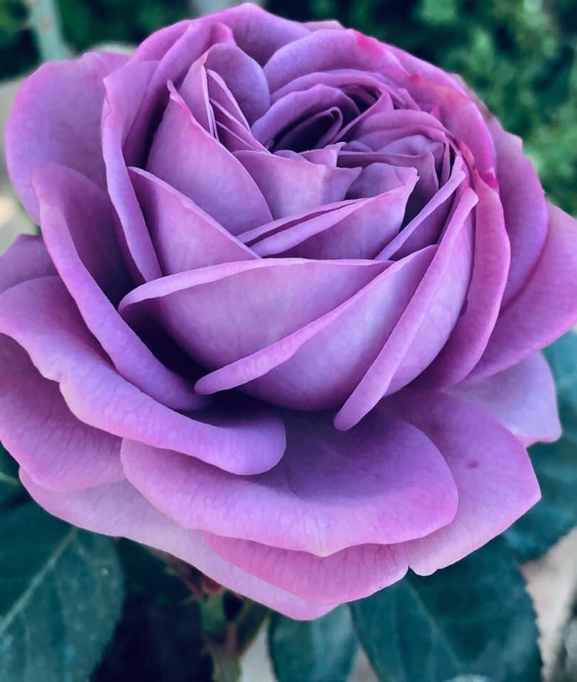 Hoa hồng Kinda Blue Rose