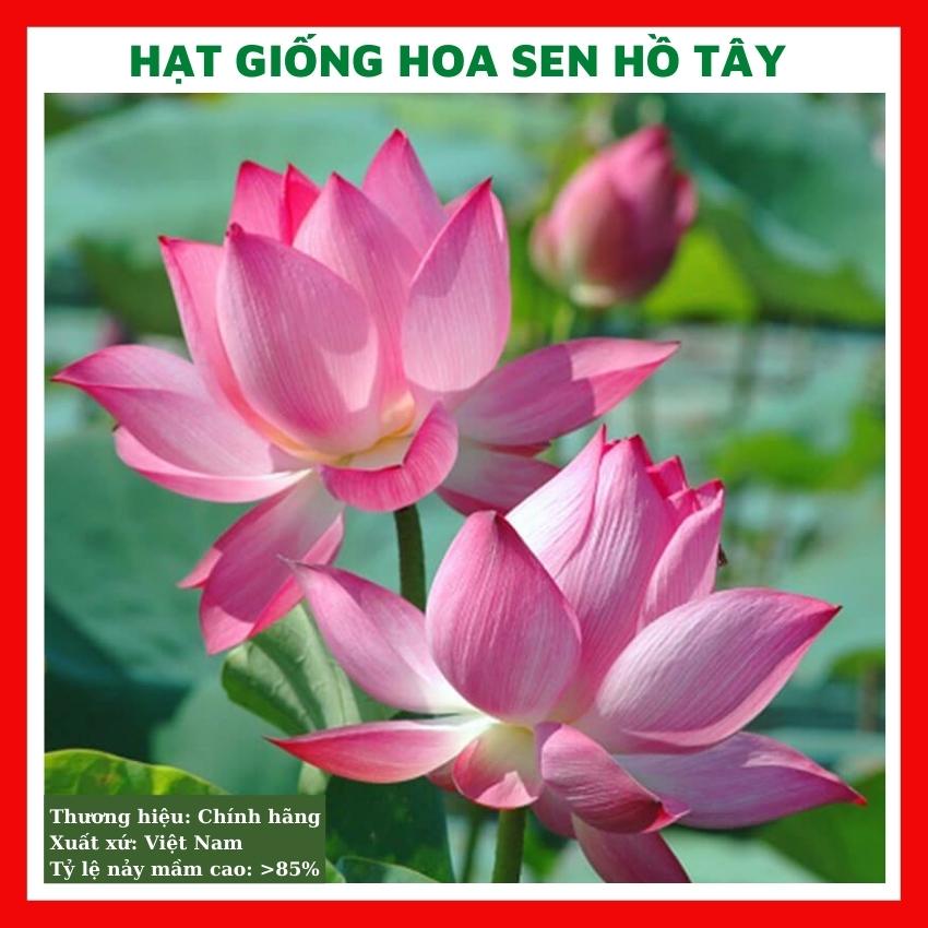 Hạt giống hoa sen ta - rau củ quả trồng chậu, sân vườn ban công nảy mầm cao 5 hạt