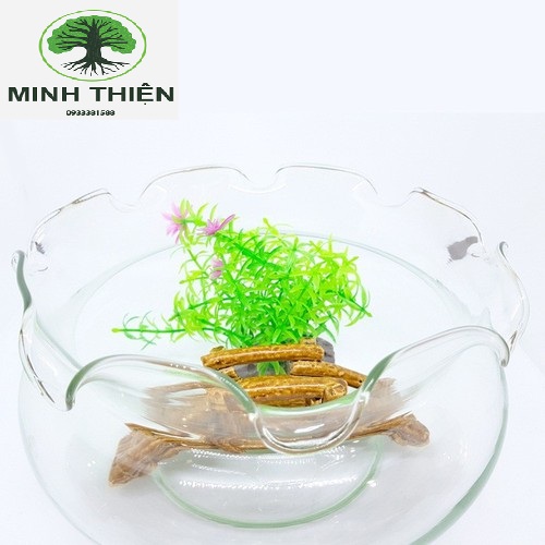Bể cá thủy tinh chậu cây hồ cá miệng bèo b16 d15cm x 8cm
