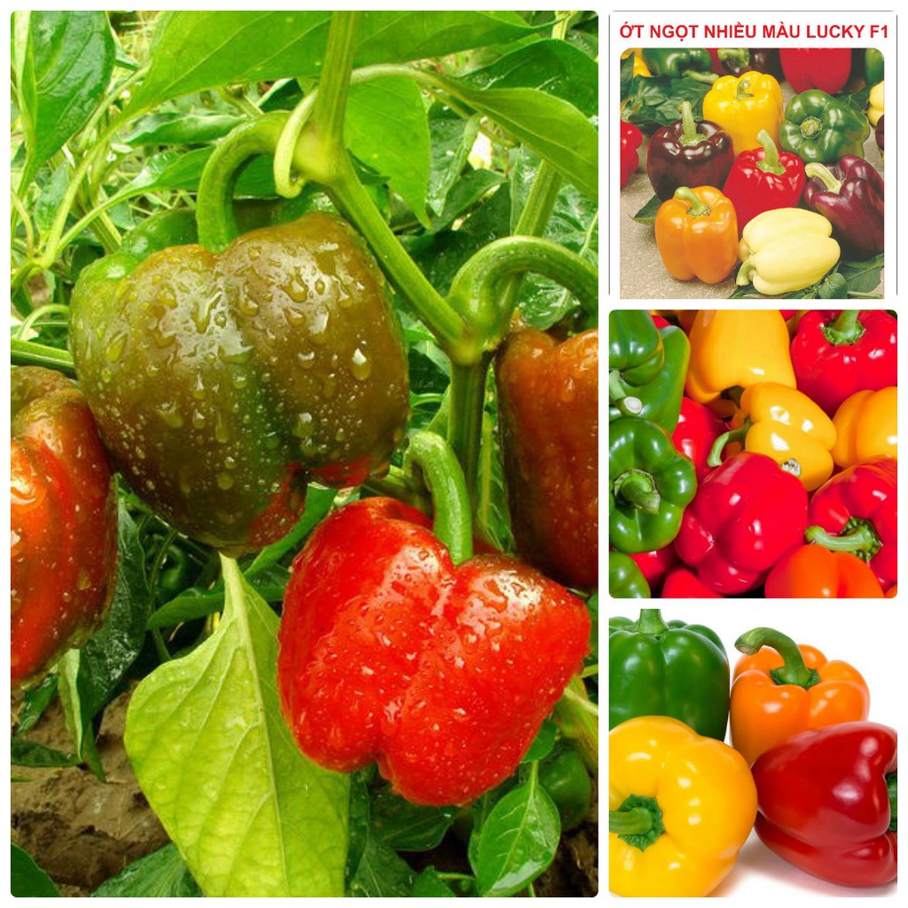 "Gói 10 "Hạt giống ớt chuông Đà Lạt Nhiều Màu Cao Sản [Seeds]