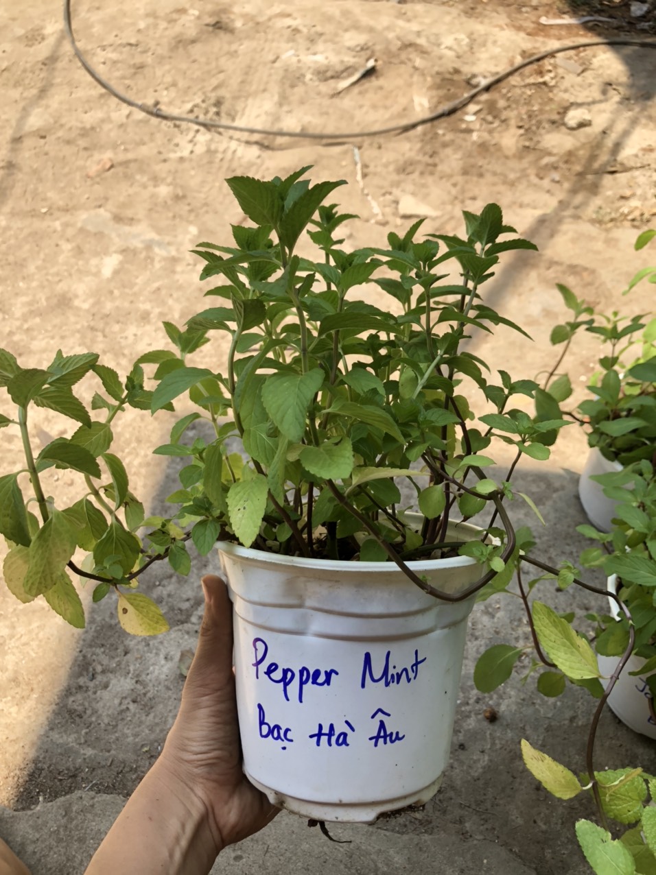 Chậu cây Bạc Hà Âu - Pepper Mint