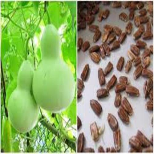 gói hạt giống bầu hồ lô 10h giống chuẩn cho năng xuất cao