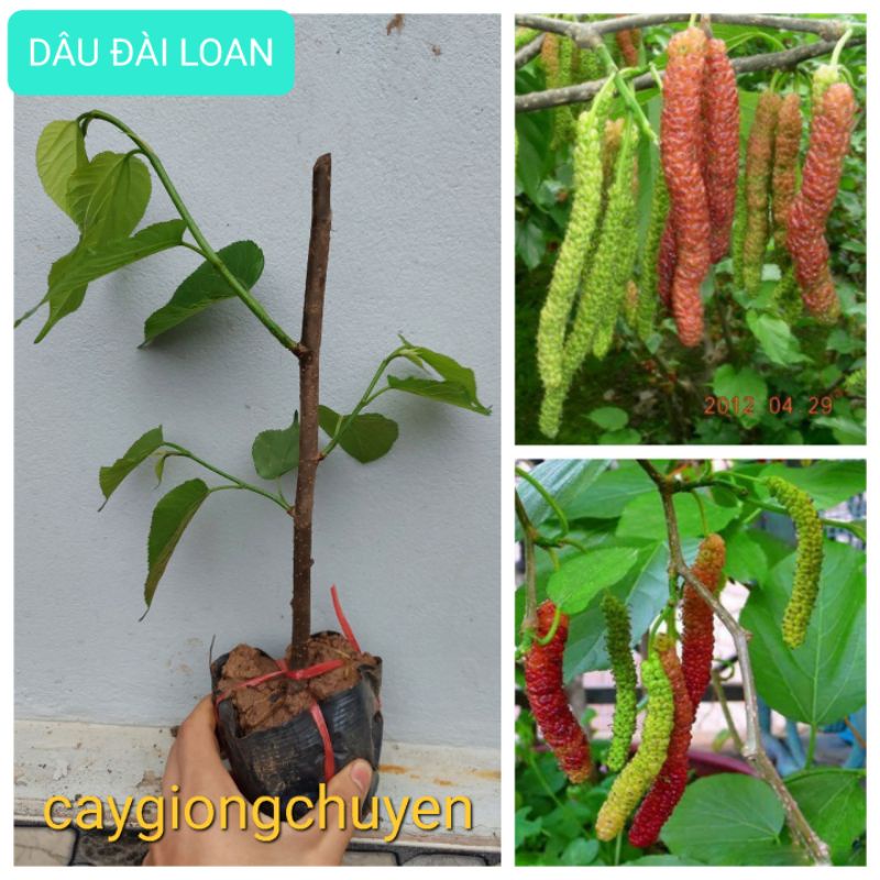 Cây dâu đài loan quả siêu dài