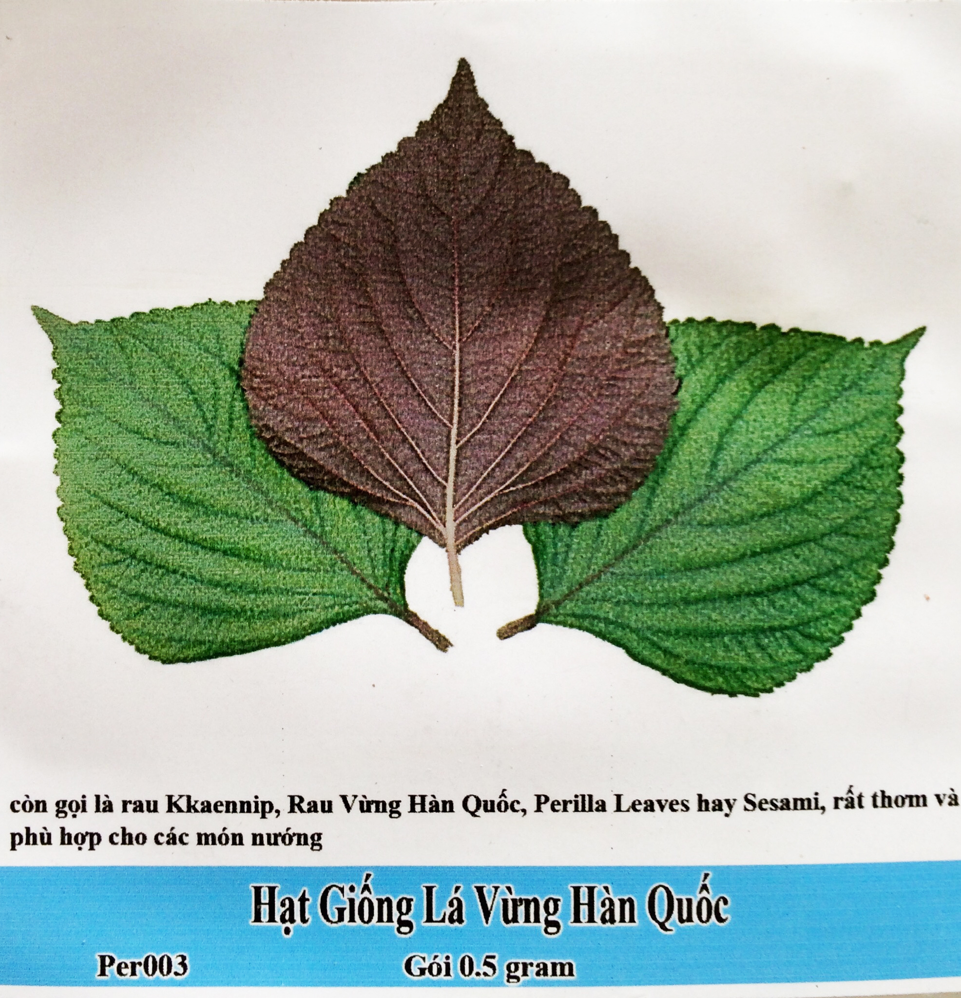 [HCM]Hạt giống lá mè Hàn Quốc Goi 0.5 gram -tỉ lệ mam 85%