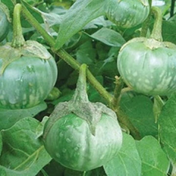 Hạt giống cà dĩa (cà bát) da xanh