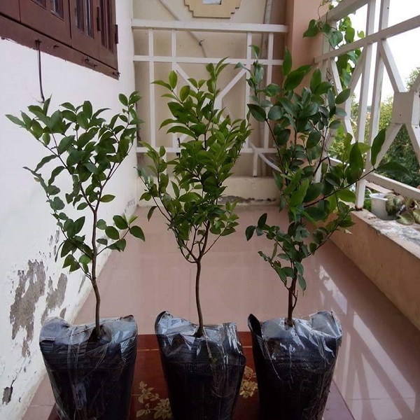 (GIÁ SỐC) Cây NHO THÂN GỖ