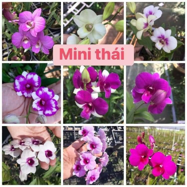 Dendro Thái nhiều màu, siêng hoa.