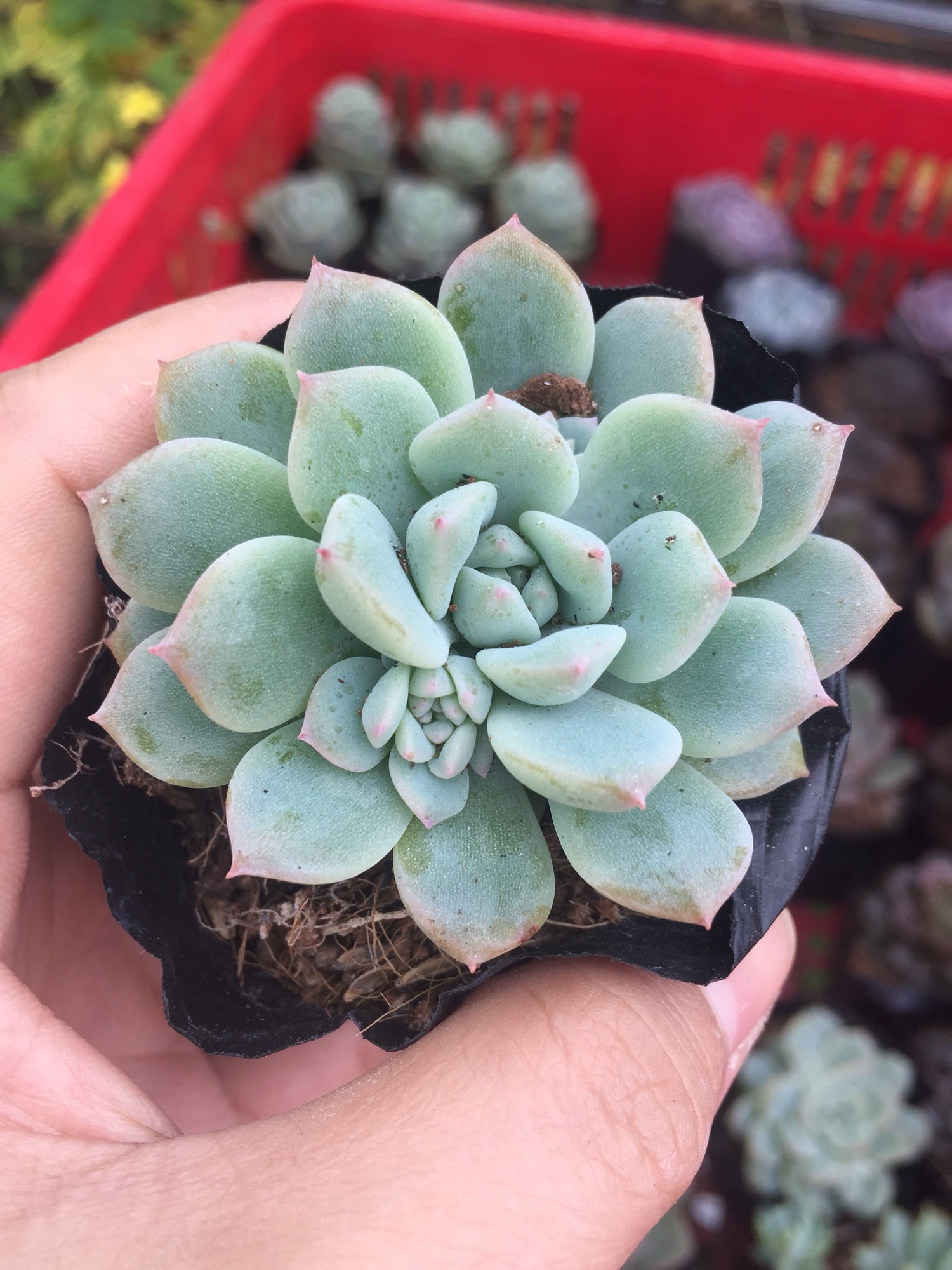 Sen Đá Dù Hồng size bầu