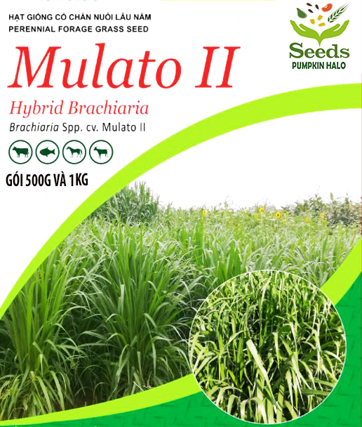 Hạt giống cỏ MuLaTo 2 chịu hạn chịu lạnh loại cỏ sinh trưởng mạnh -gói 500gram và 1kg -hàng công ty chất lượng tốt