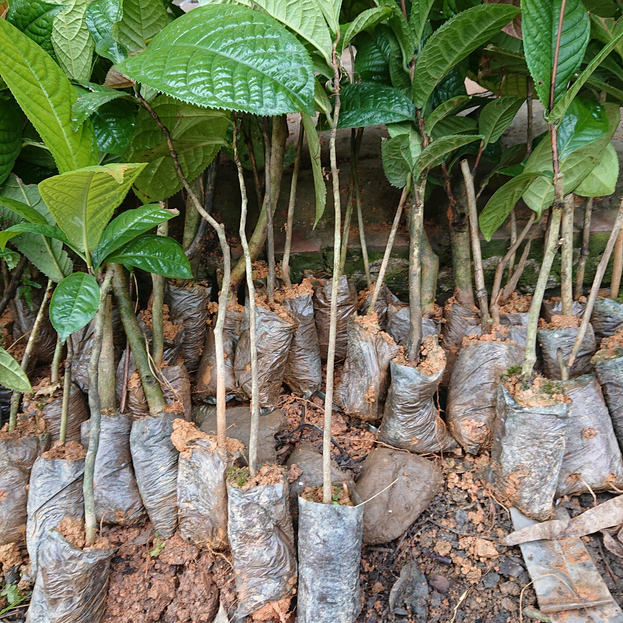 Trà Hoa Vàng giá 30k/1 cây