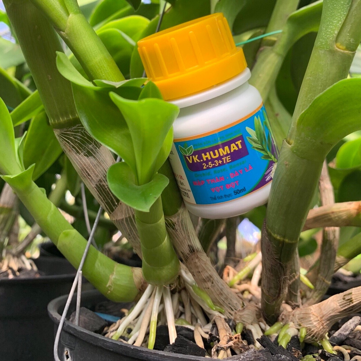 Phân bón VK HUMAT Mập Ki 50ml