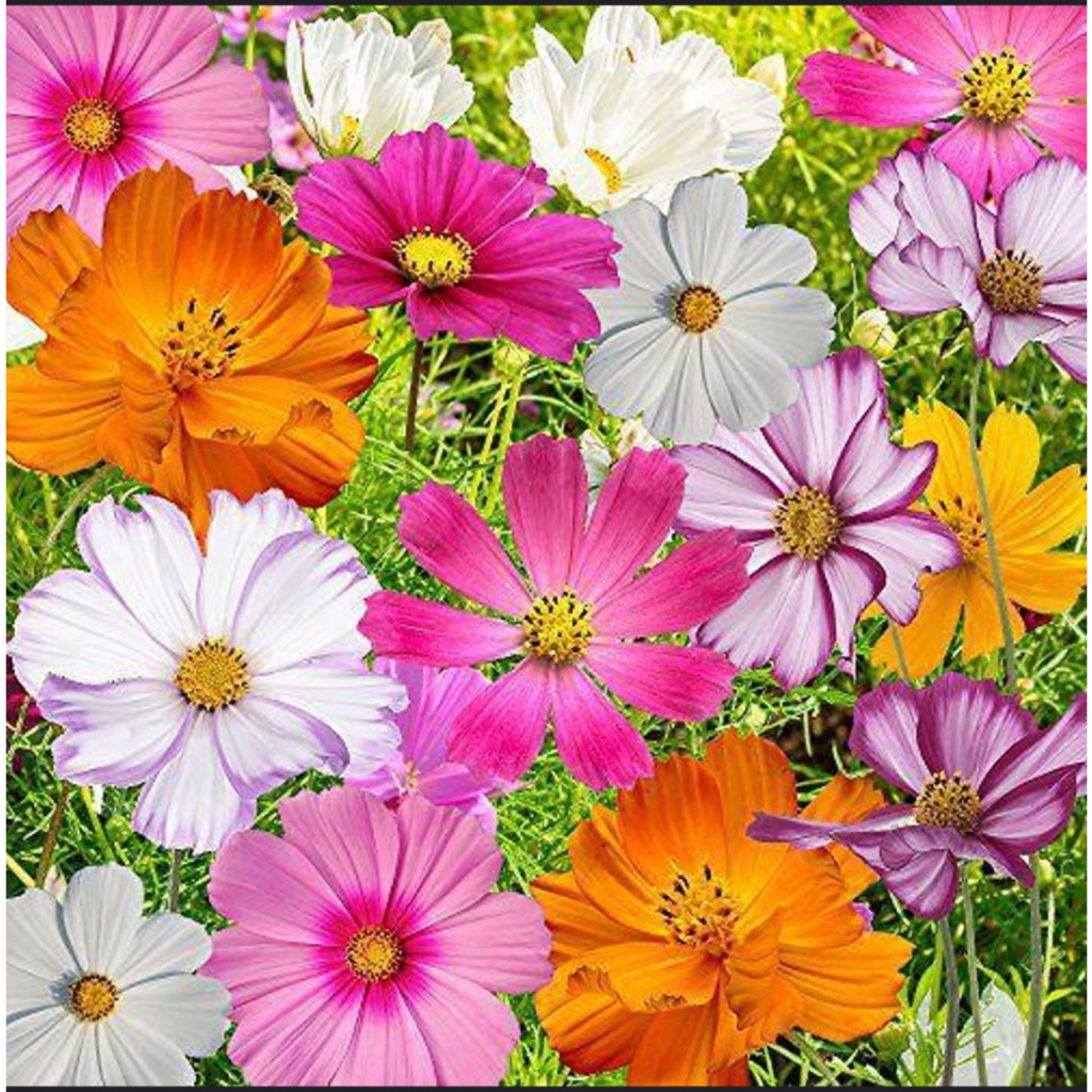  Hạt Giống Hoa Sao Nhái Nhiều Màu - gói 300 hạt 