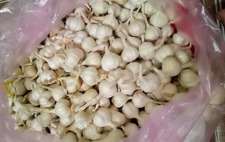 ( 500 GAM) TỎI LÝ SƠN CHÍNH GỐC  - ĐẶC SẢN LÝ SƠN