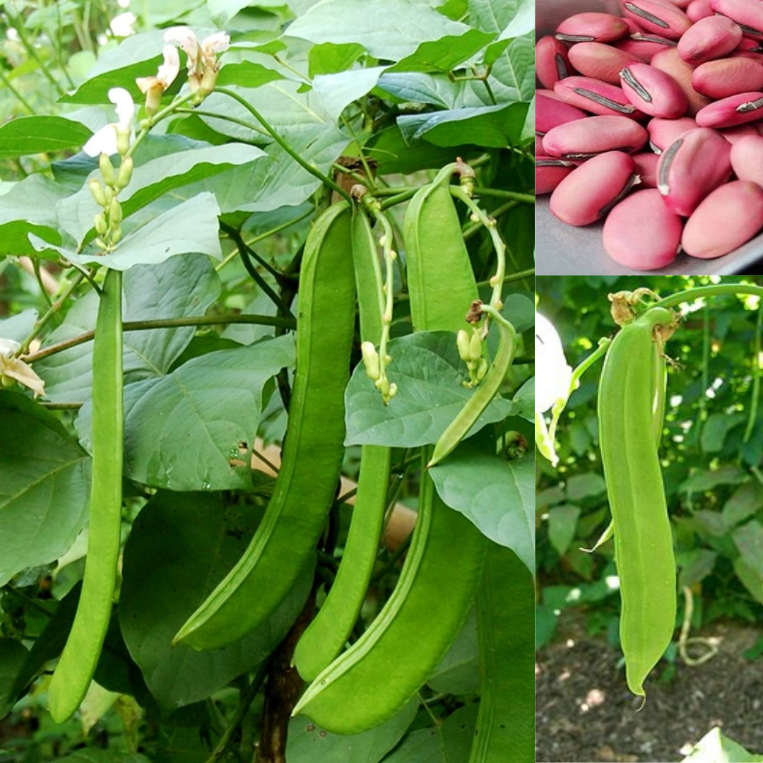 5H_HẠT GIỐNG ĐẬU KIẾM/ ĐẬU RỰA (DỄ TRỒNG)