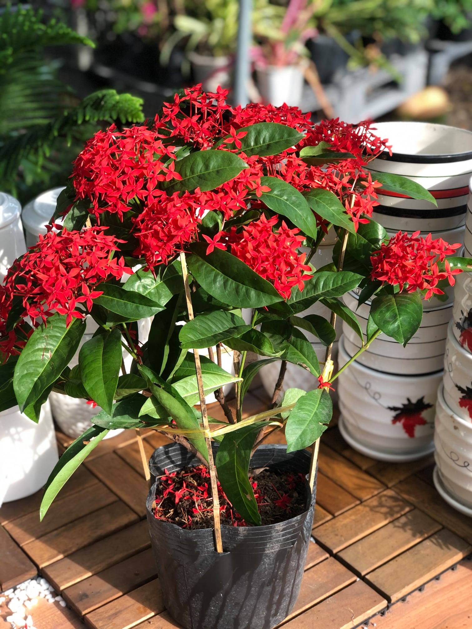 Cây hoa Trang Mỹ màu đỏ