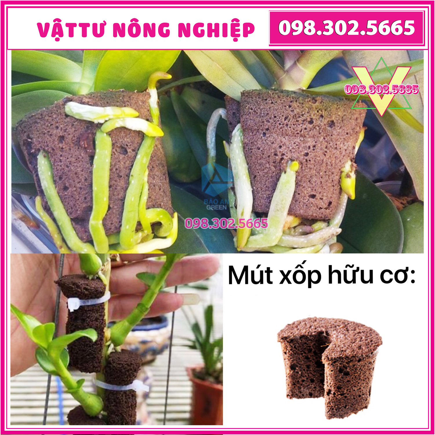 10 Viên mút xốp ươm kie hữu cơ dành cho hoa lan Peatmoss Hà Lan