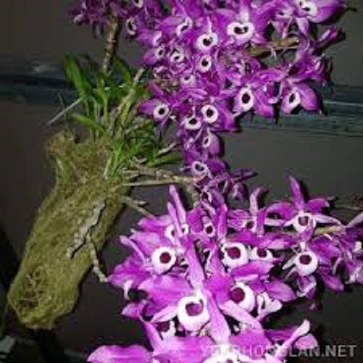 [FREESHIP - Xả Khô Máu] Hoa phong lan- hoàng thảo kèn+ 700g phân thỏ hữu cơ