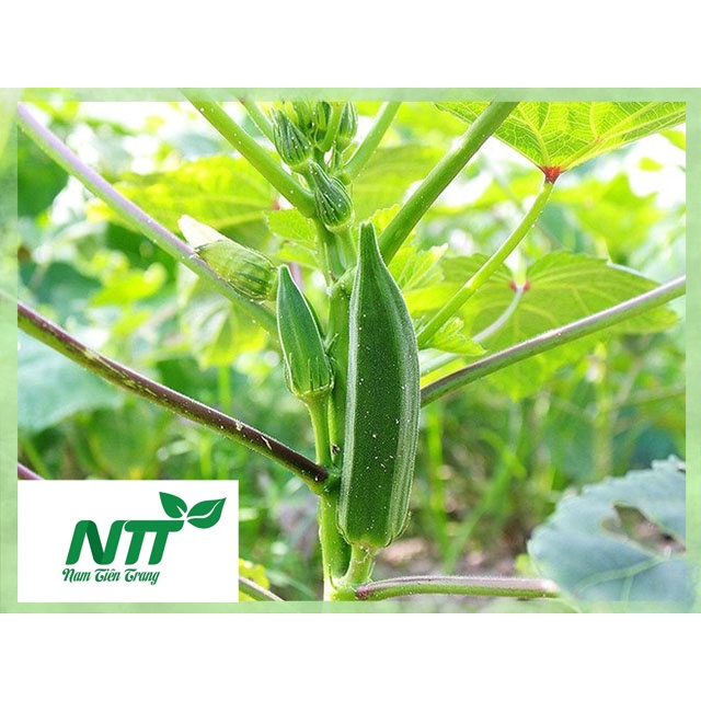 Hạt giống đậu bắp xanh ấn độ tn