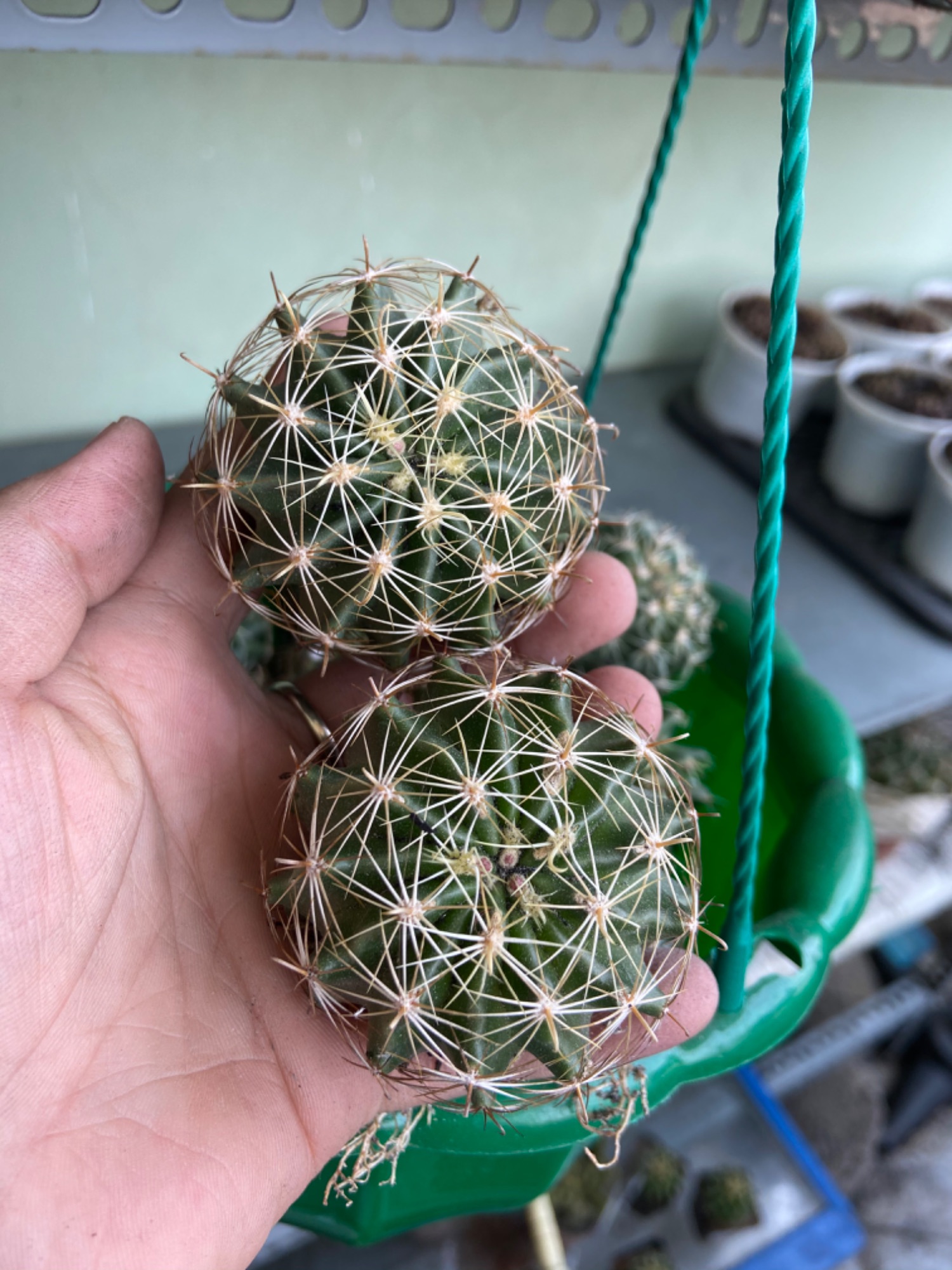 [HCM]Xương Rồng Hamato