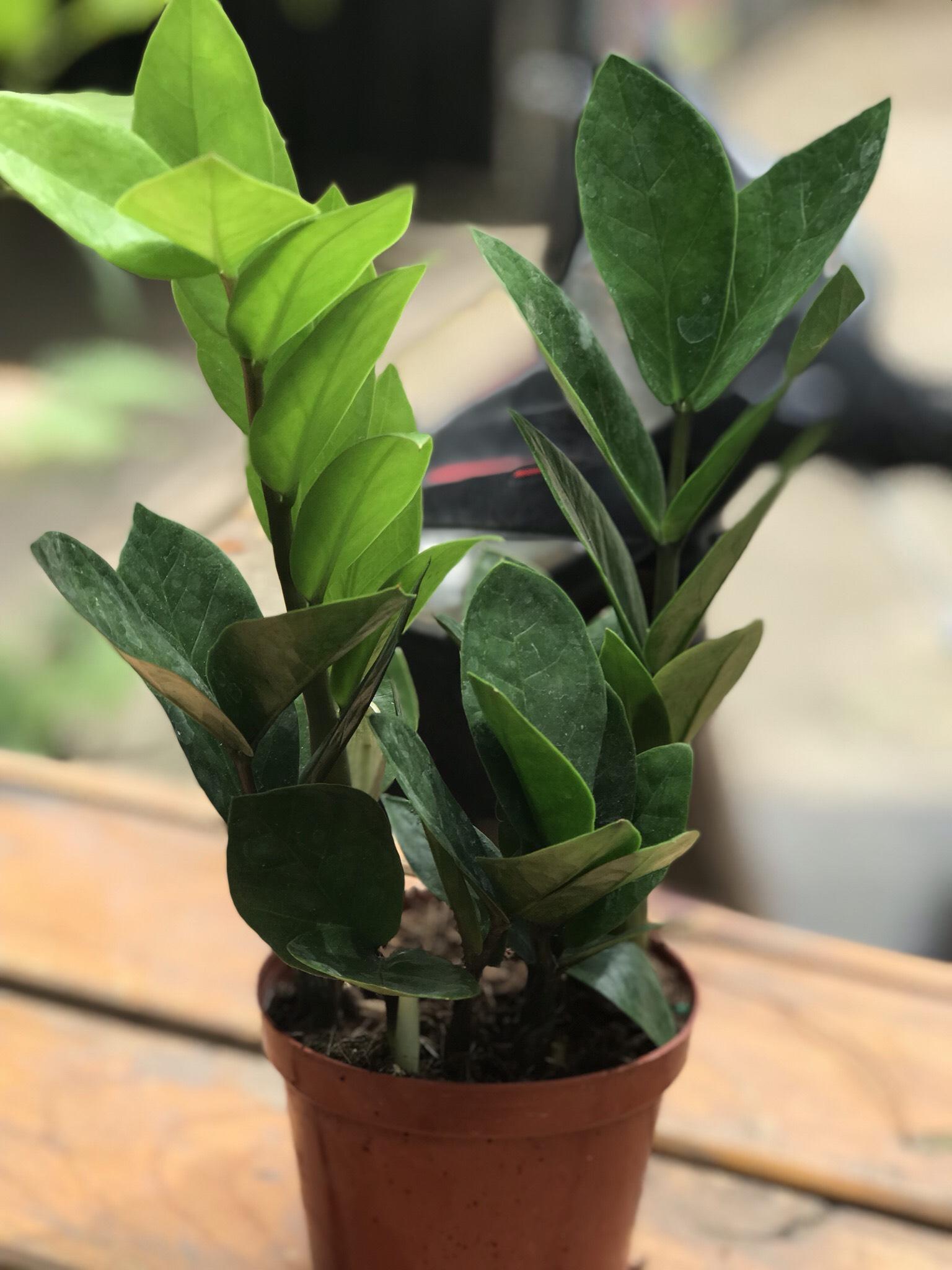 Cây kim tiền mini để bàn