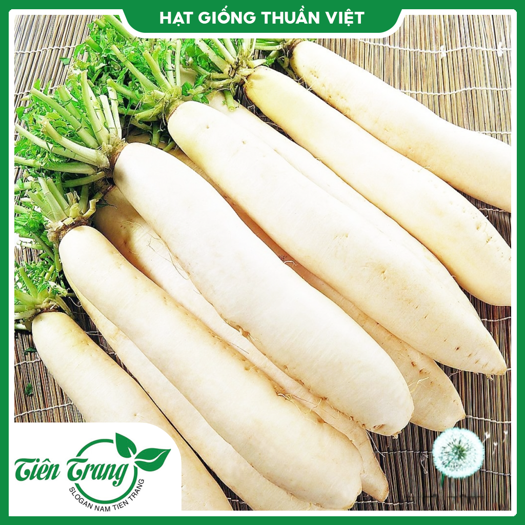 Hạt giống củ cải trắng tn - 42