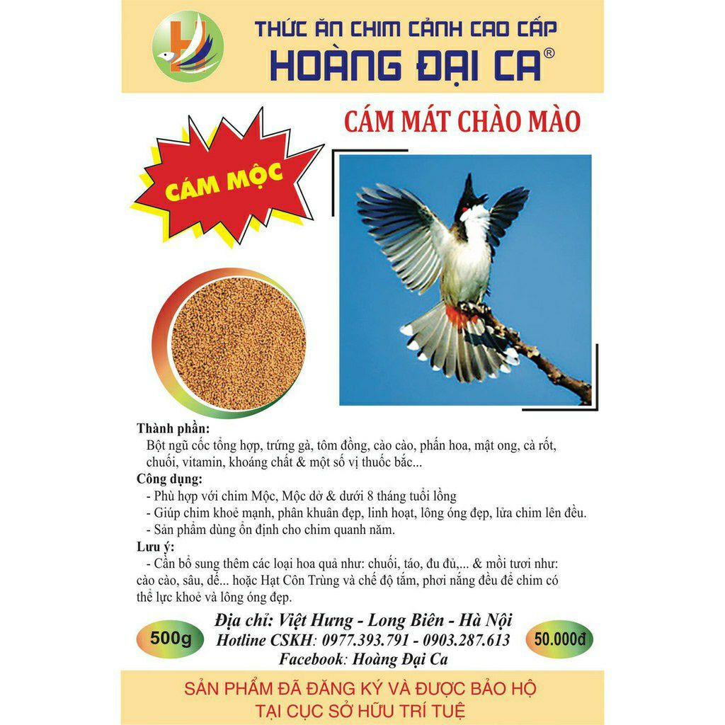 Cám mào mộc - hoàng đại ca