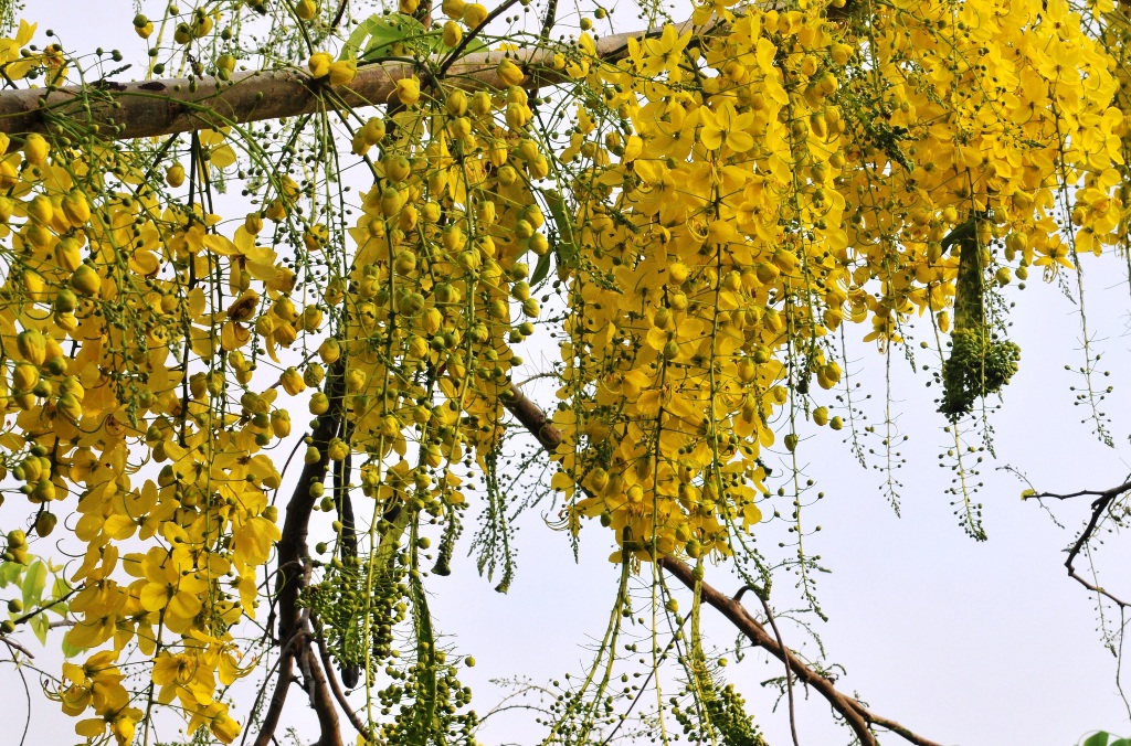 Cây giống hoa hoàng hậu/ muồng hoàng yến/ osaka