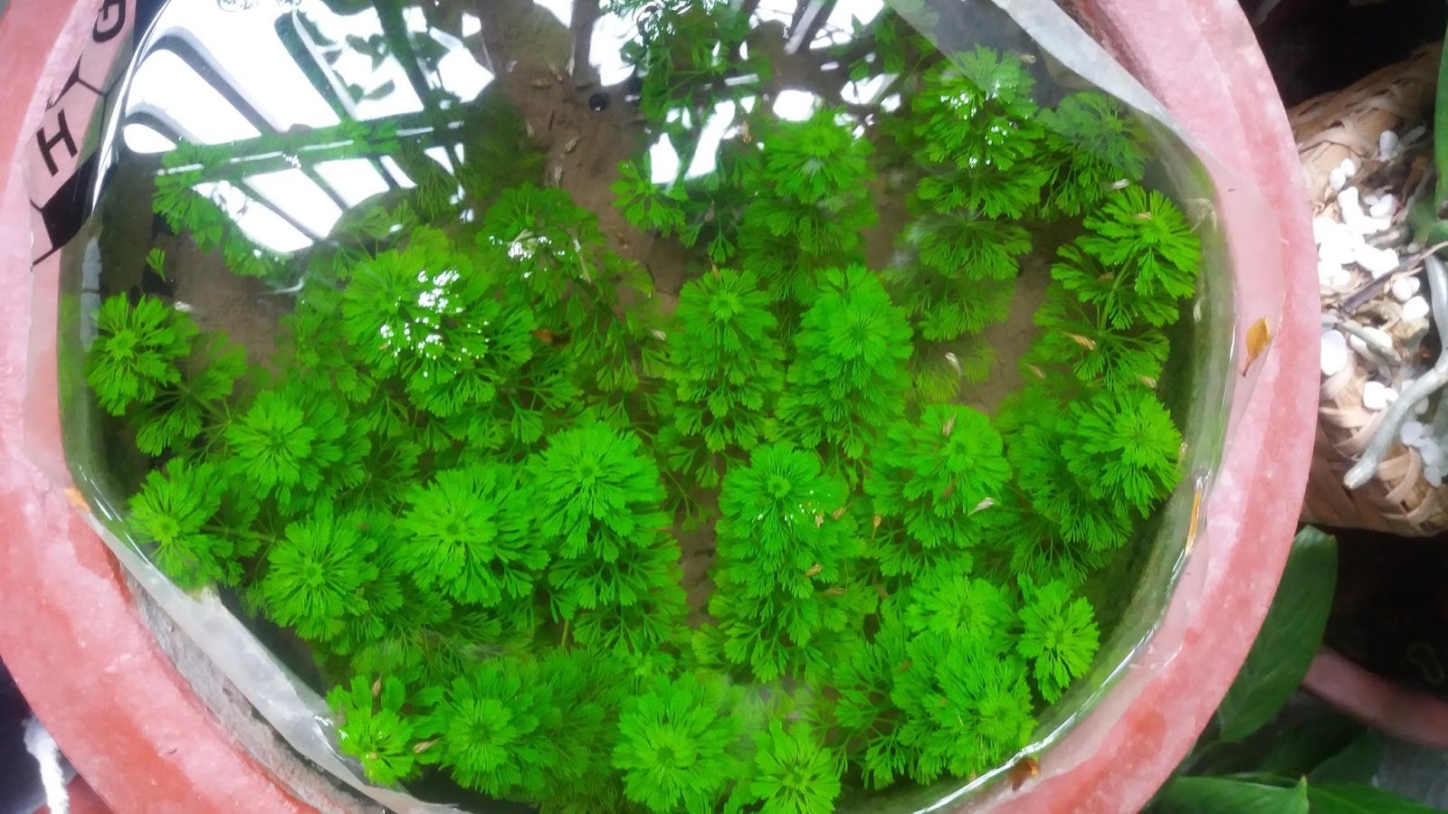 "Hoàn tiền đến 10%" RONG TIỂU BẢO THÁP THÙY SINH TRANG TRÍ BỀ CÁ