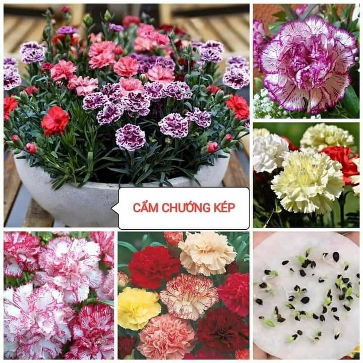 🌺hạt giống hoa cẩm chướng kép mix 🌺 - 0.01gr/gói