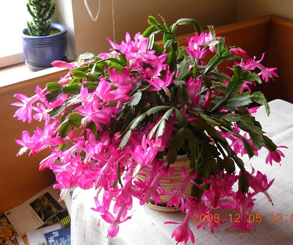 COMBO 2 THÂN lan càng cua – cây TIỂU QUỲNH -Hoa đẹp độc đáo hàng cây giống - LCCCG