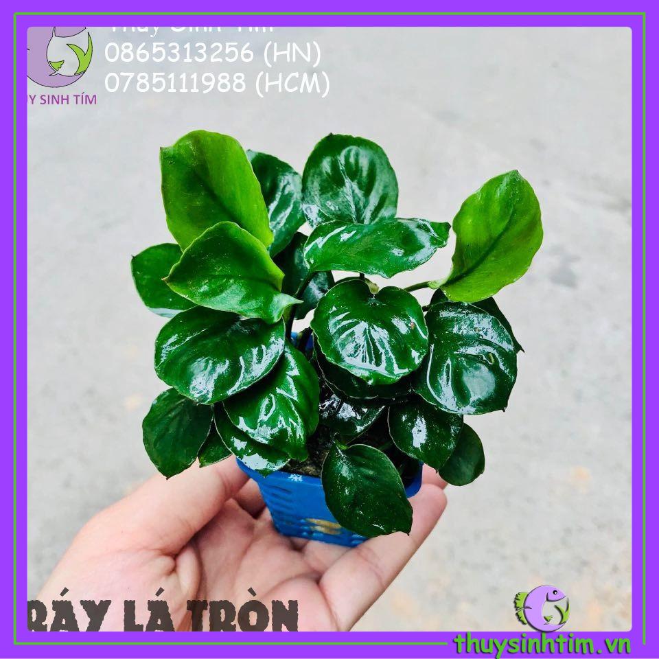 Ráy Lá Tròn To Đẹp [Cây Thủy Sinh]