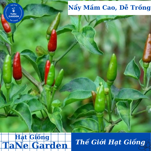 0.1gr hạt giống ớt xiêm thái lan - tane garden