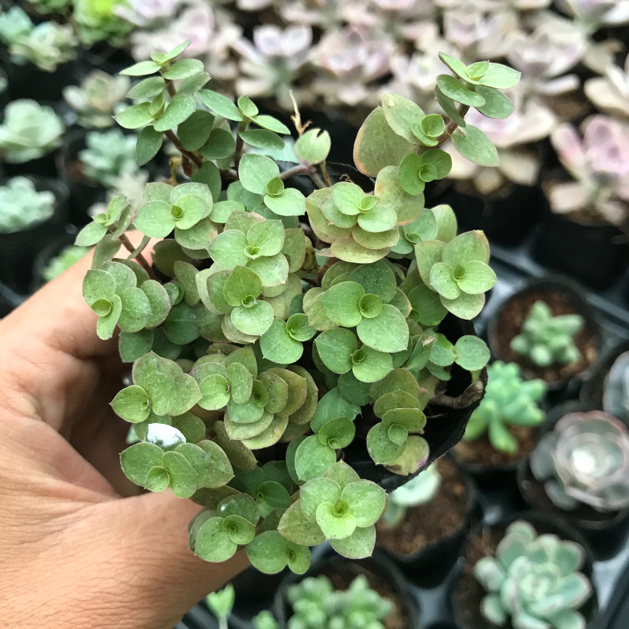 Tổ ong - thài lài tím, sen đá có ý nghĩa cho một tình bạn, tình yêu vĩnh cửu, về phong thủy nó còn mang ý nghĩa sung túc và đầm ấm trong gia đình