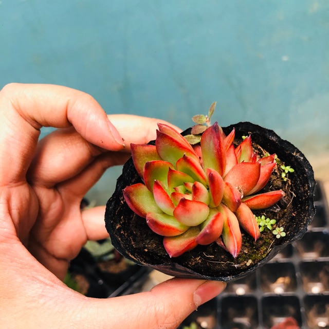 Sen đá nhỏ VIỀN LỬA (giống mới)