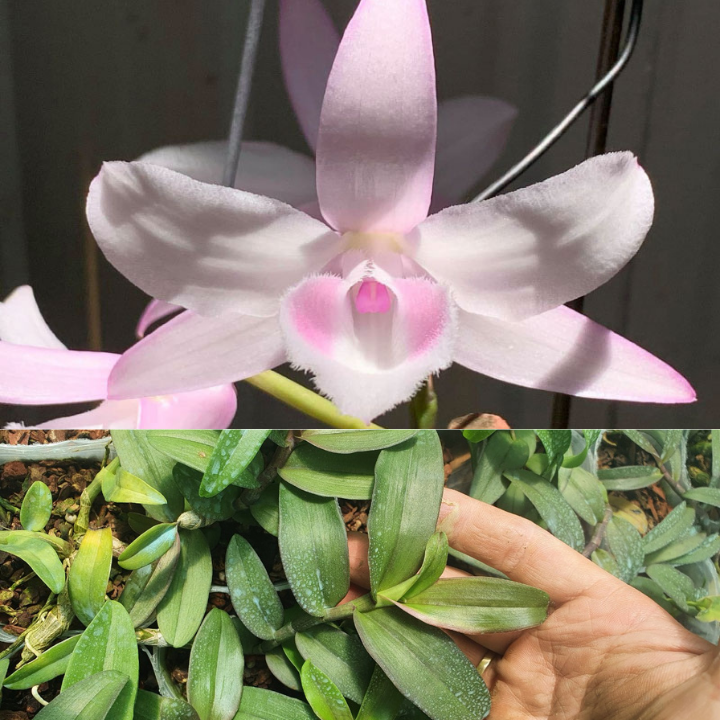 [Rẻ vô địch] phi điệp hồng nhật hạ độc lạ dể chăm dể trồng chăm sóc chiều cao dài từ 10-15 cm