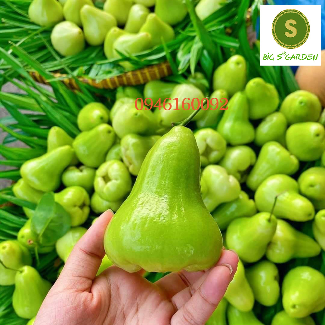 Cây Giống Mận Xanh Tam Hoa, Trái Siêu To