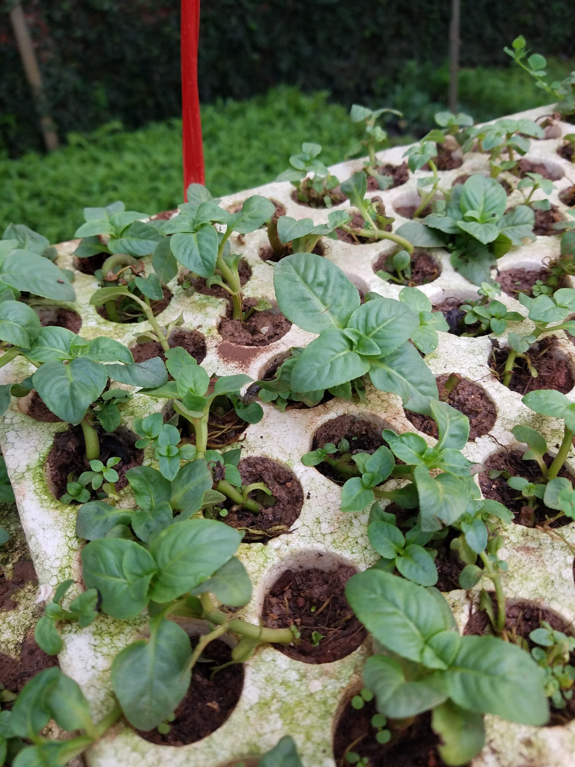 com bo 3 Cây giố ng quế vị - Gửi cây y hình.