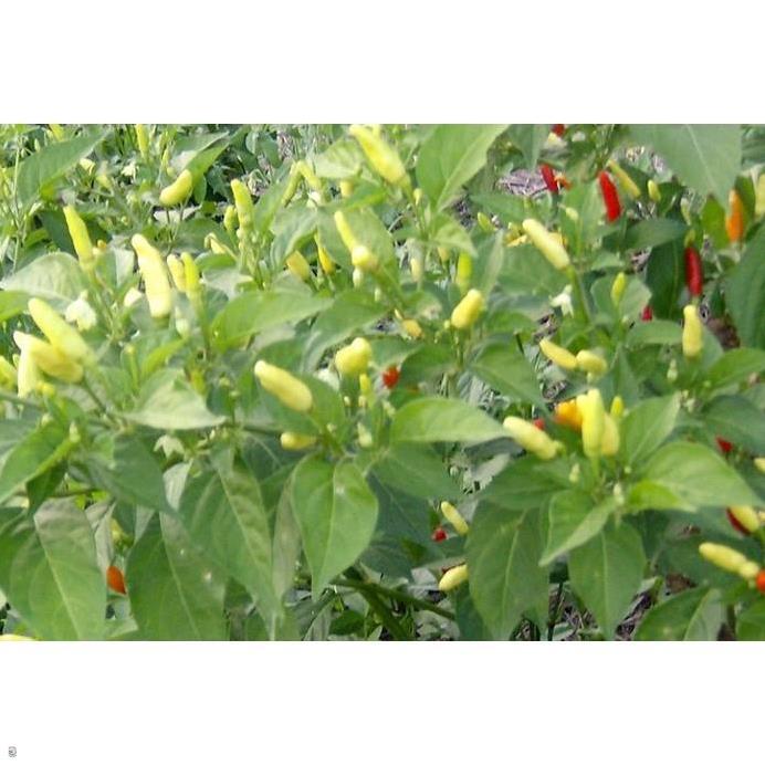 Hạt ớt xiêm trắng ớt hiểm rừng - gói 0,3 gram