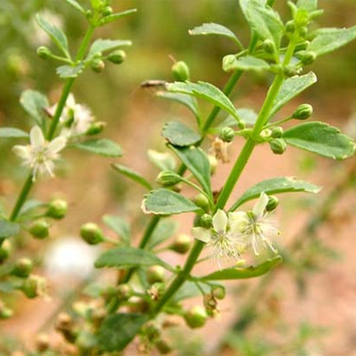 Cam thảo đất 1kg