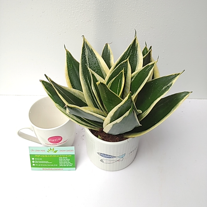 Cây Lưỡi Hổ Thái Mini Để Bàn Kèm Chậu Sứ