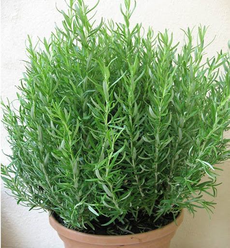 100 hạt giống cây hương thảo ( đuổi muỗi , chế biến món ăn )