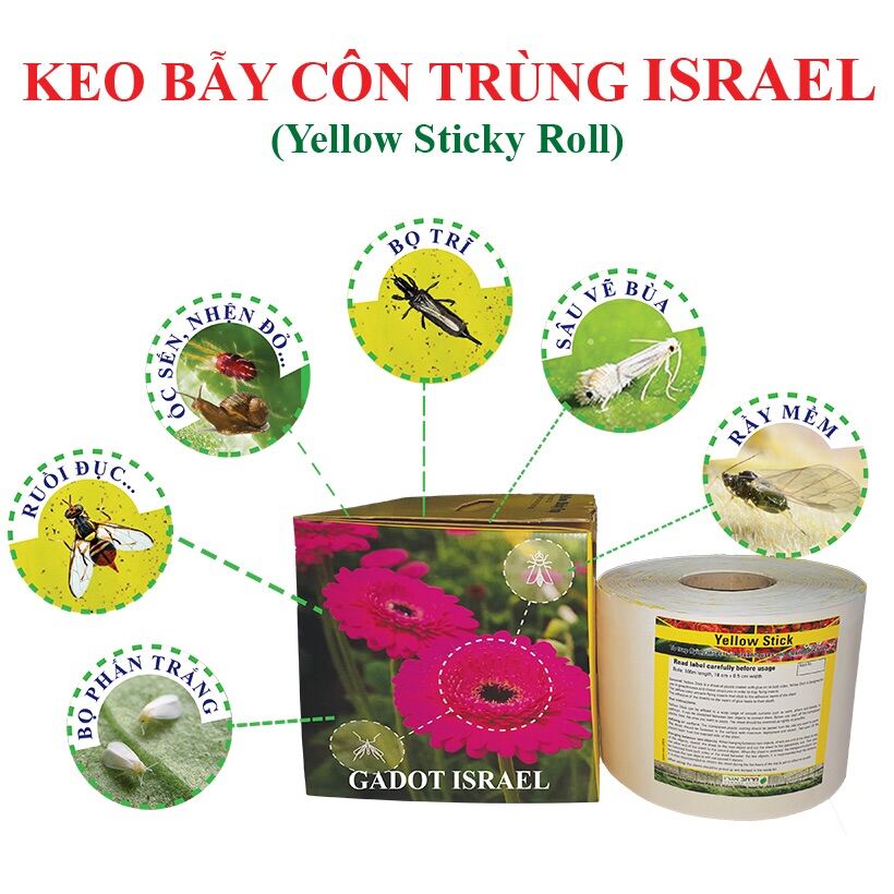 Keo màu vàng bẫy côn trùng irael dính thành trùng bay đẻ trứng bọ trĩ, rầy mềm, sâu vẽ bùa, ruồi dục trái, rầy phấn trắng