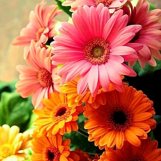 🌸 hạt giống hoa cúc đồng tiền mix nhiều màu 🌸- 0.01gr/ gói