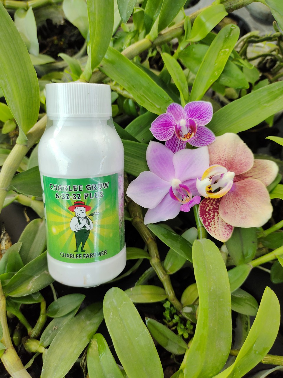 Phân bón lá hữu cơ charlee grow 6-32-32