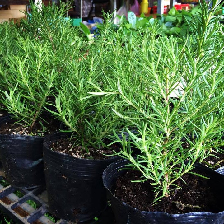 Gói 20 hạt giống cây hương thảo đuổi muỗi thơm nhà - rosemary